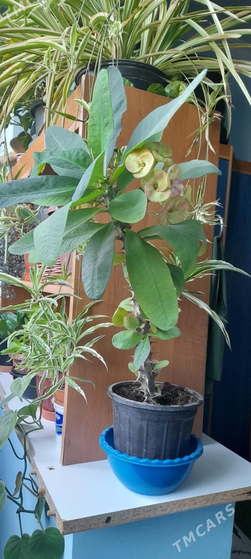 цветы - Гаудан "Б" - img 2