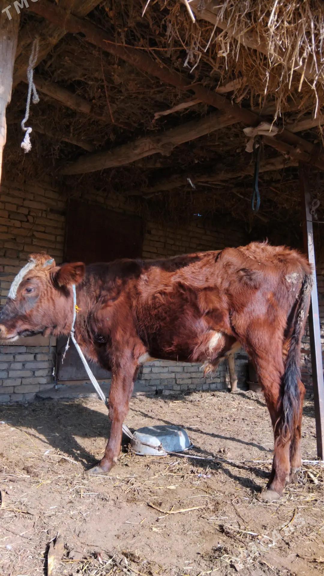 окуз - Туркменабат - img 1