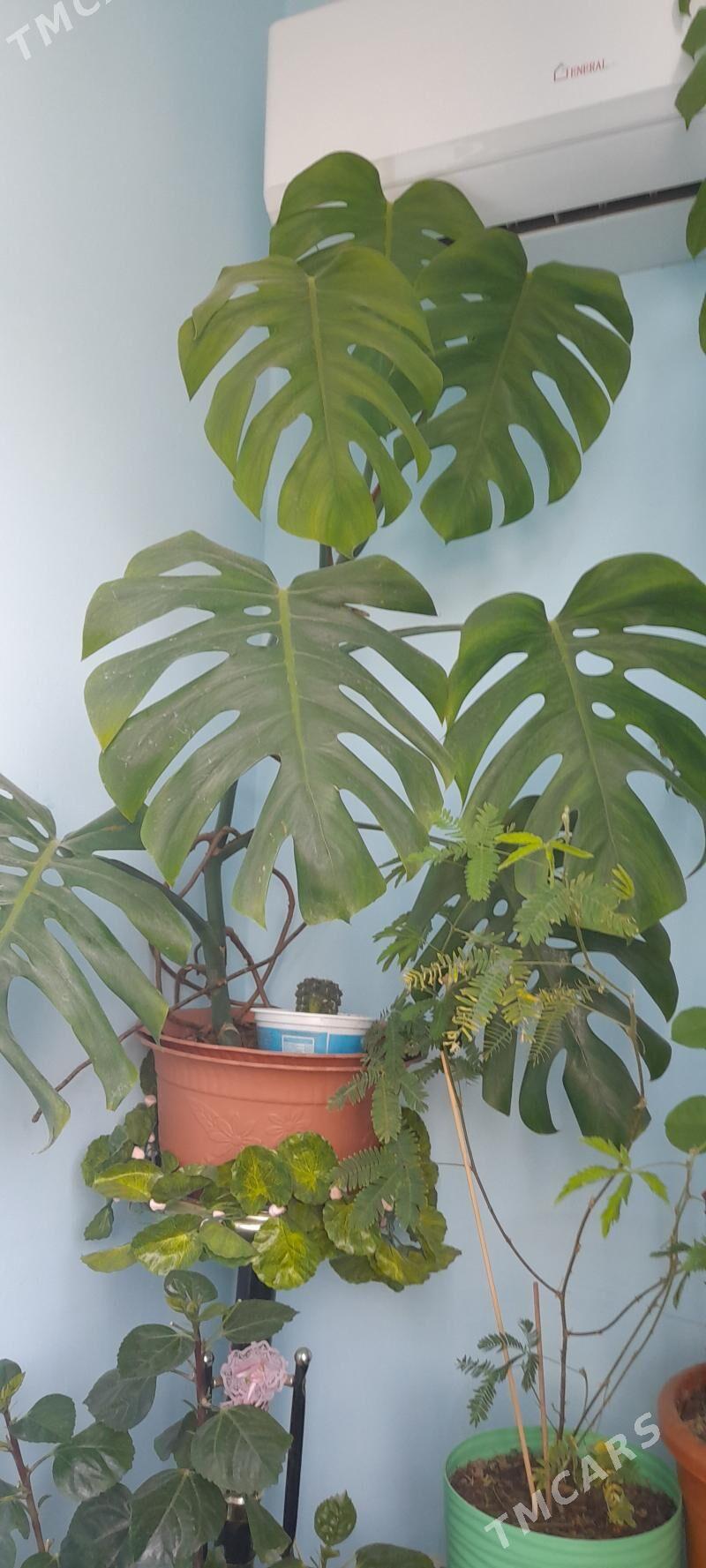 цветы - Гаудан "Б" - img 1