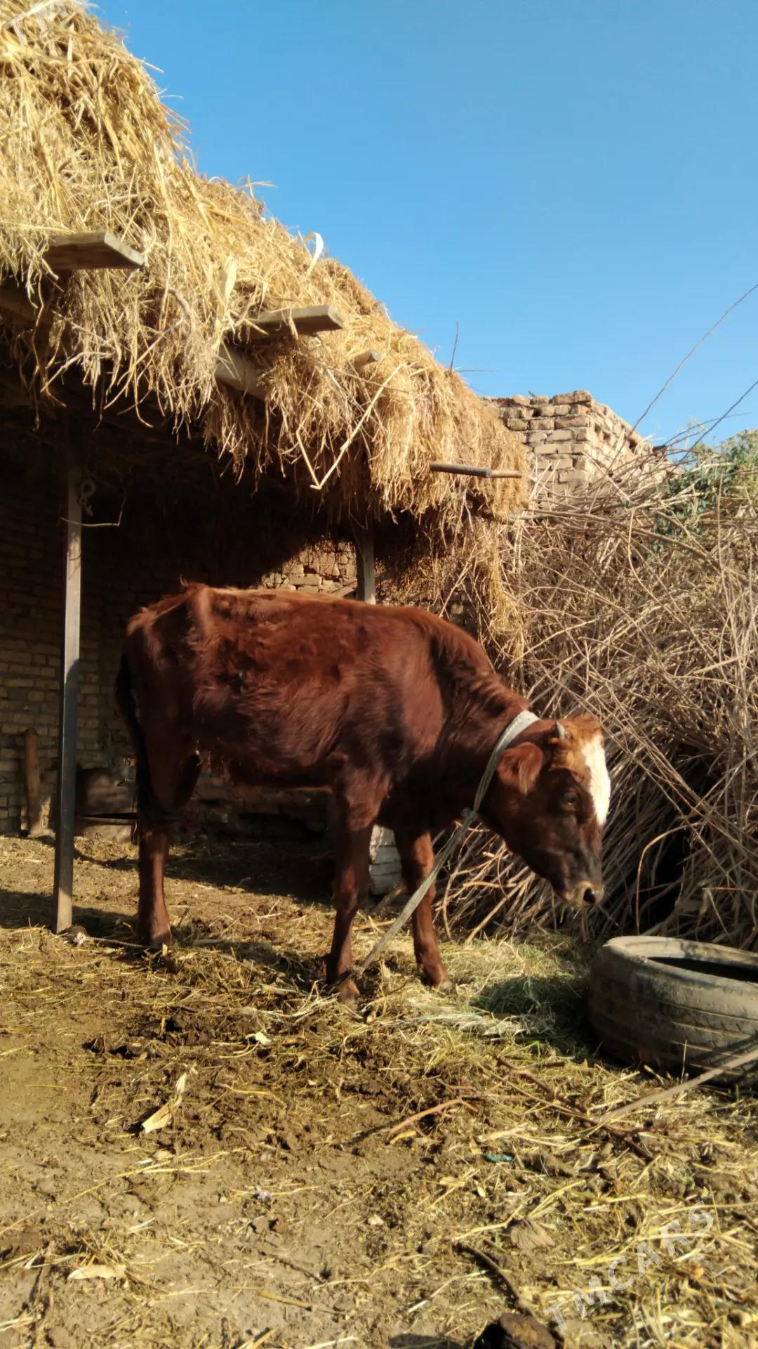 окуз - Туркменабат - img 3