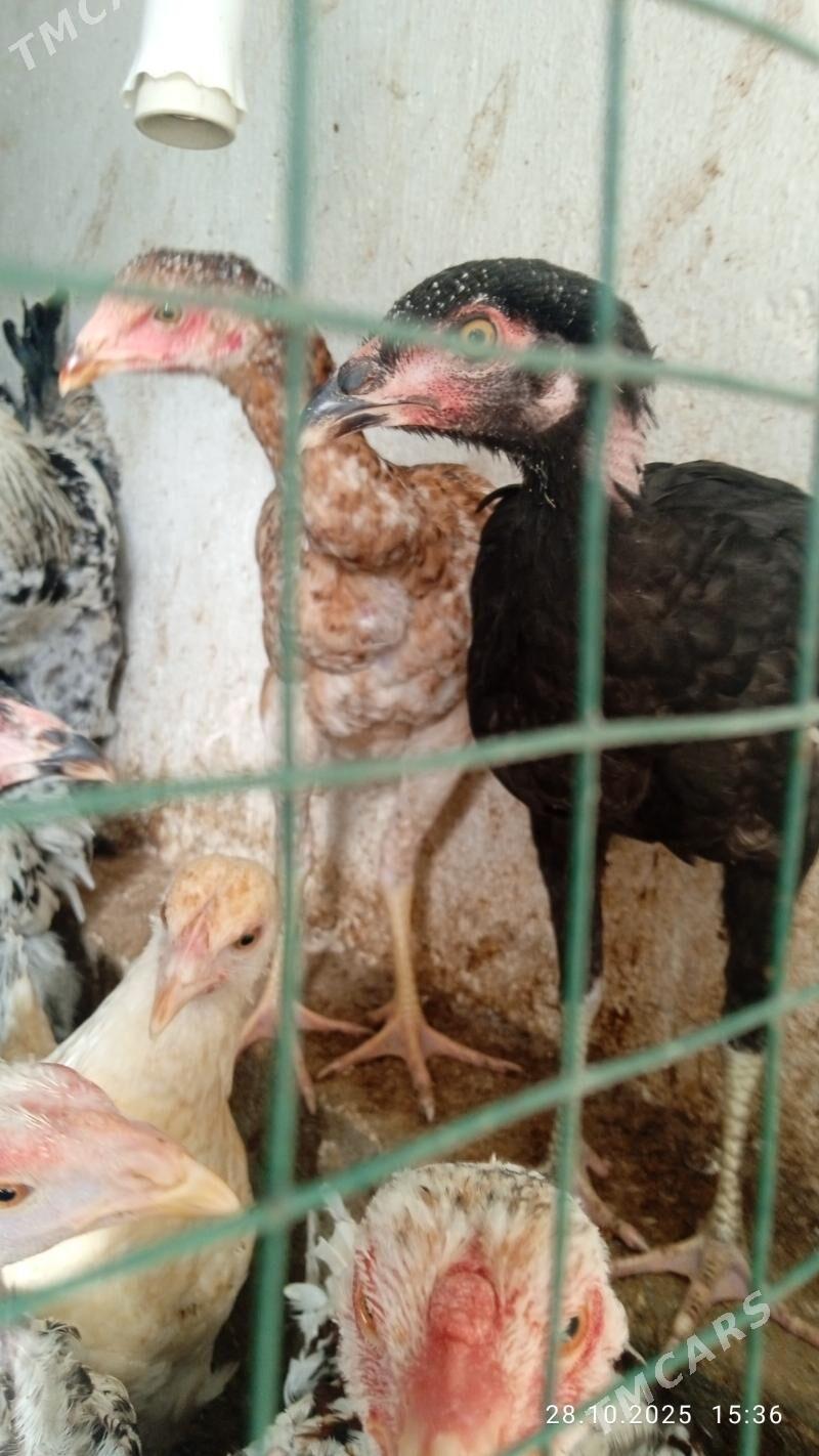 Baýes - Änew - img 2