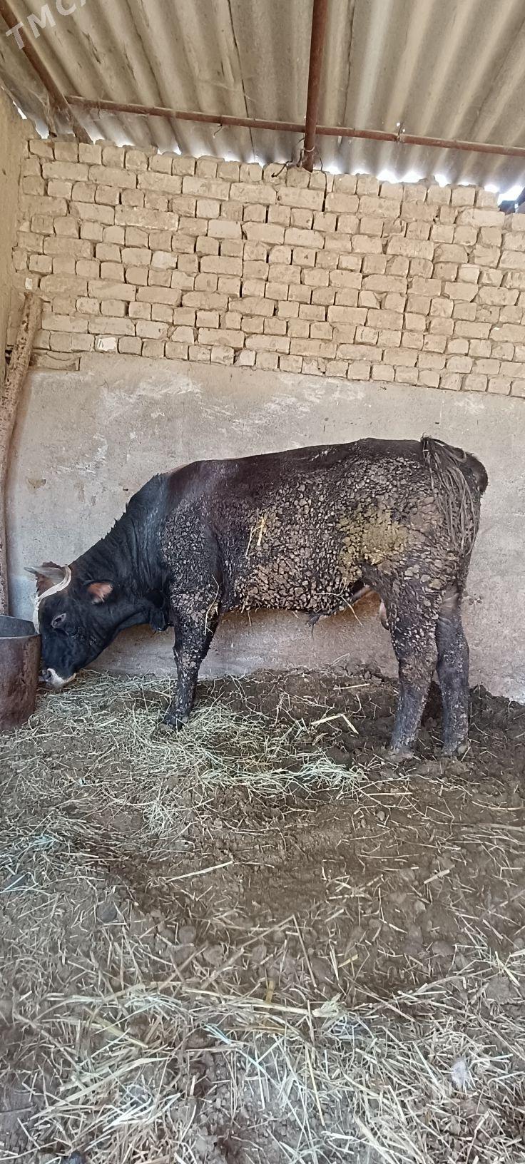 Okuz - Ак-Бугдайский этрап - img 1