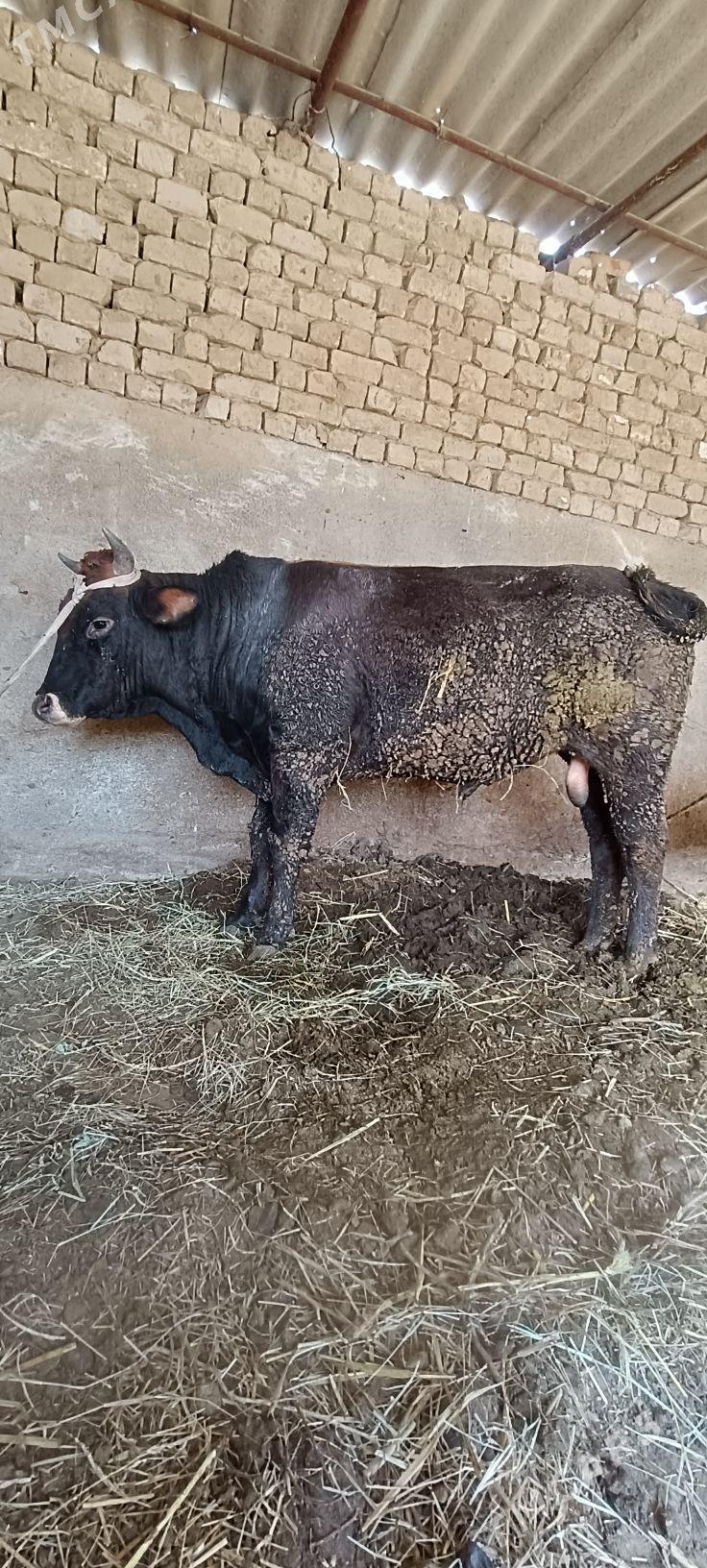 Okuz - Ак-Бугдайский этрап - img 3