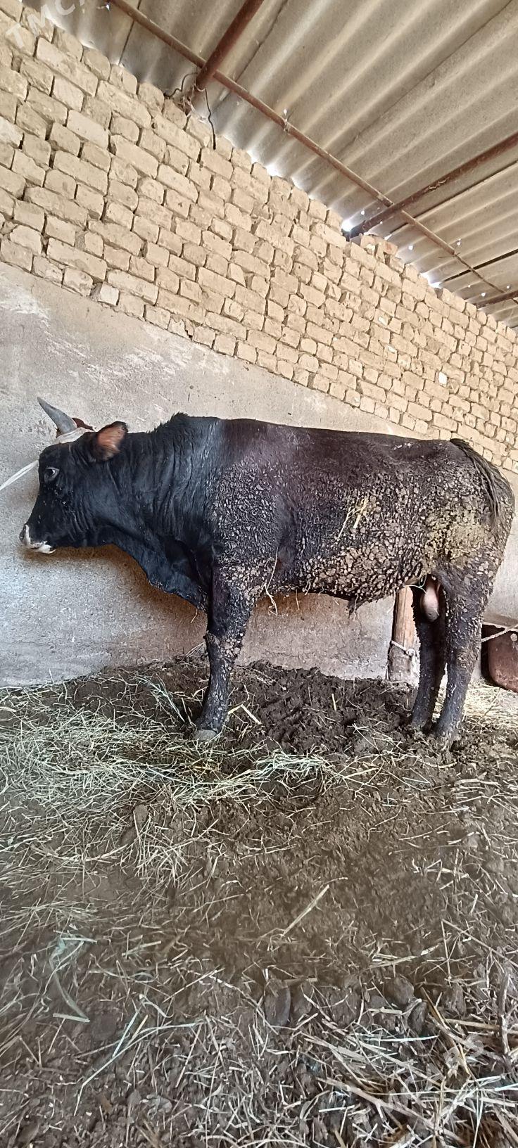 Okuz - Ак-Бугдайский этрап - img 2