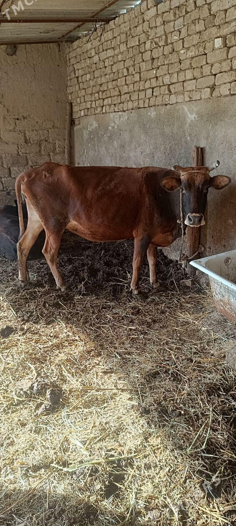 Bogaz sygyr - Ак-Бугдайский этрап - img 2