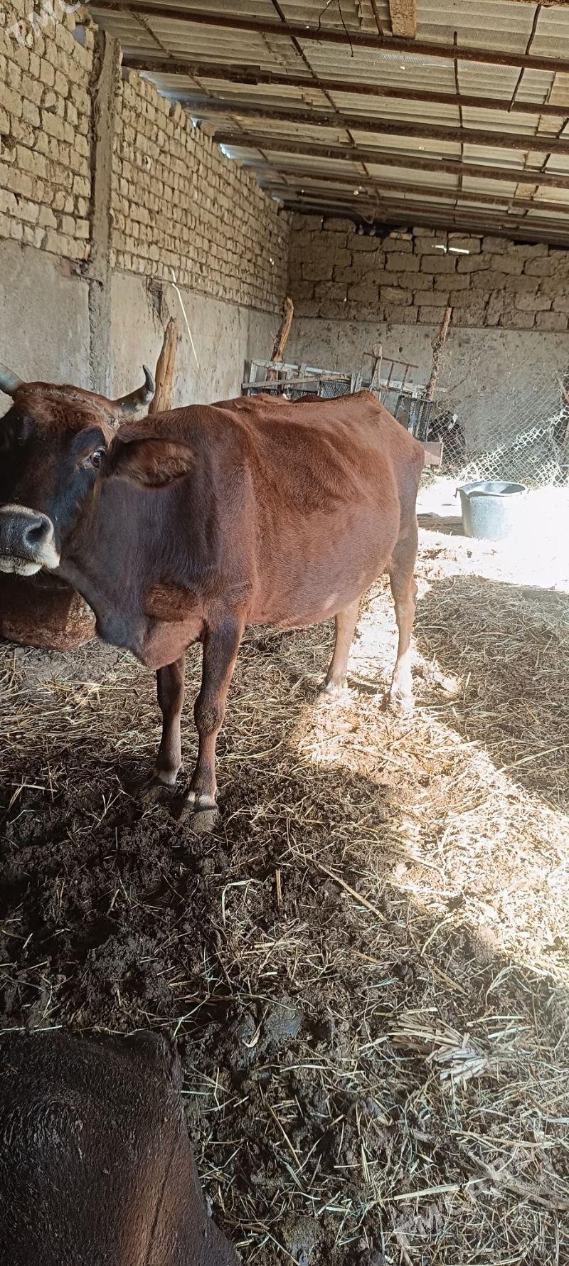 Bogaz sygyr - Ак-Бугдайский этрап - img 3