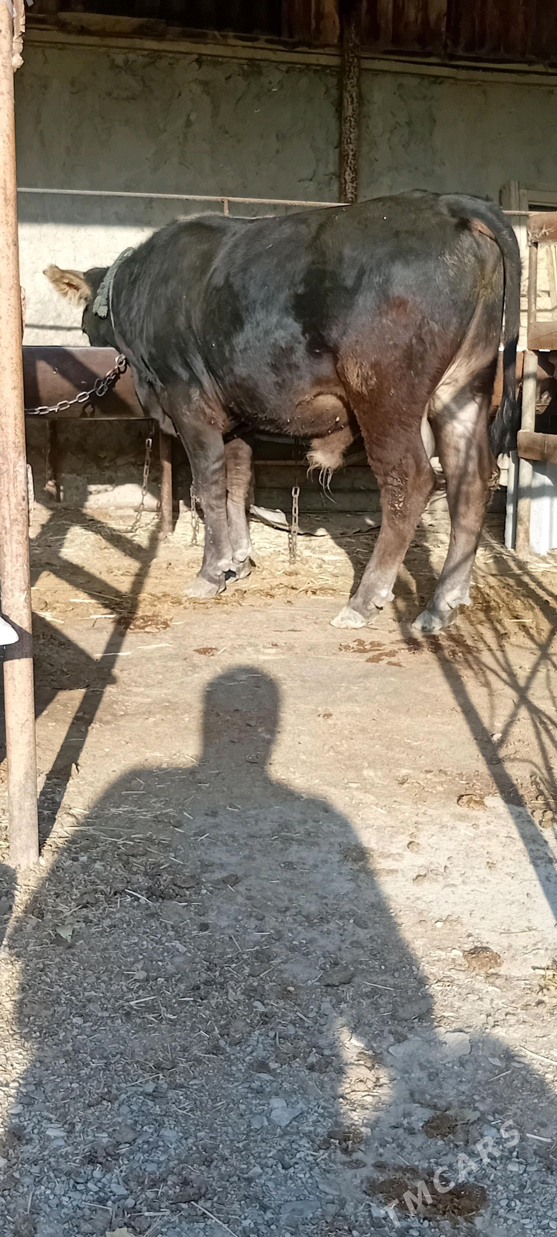 siwes ökuz - Бахарден - img 2