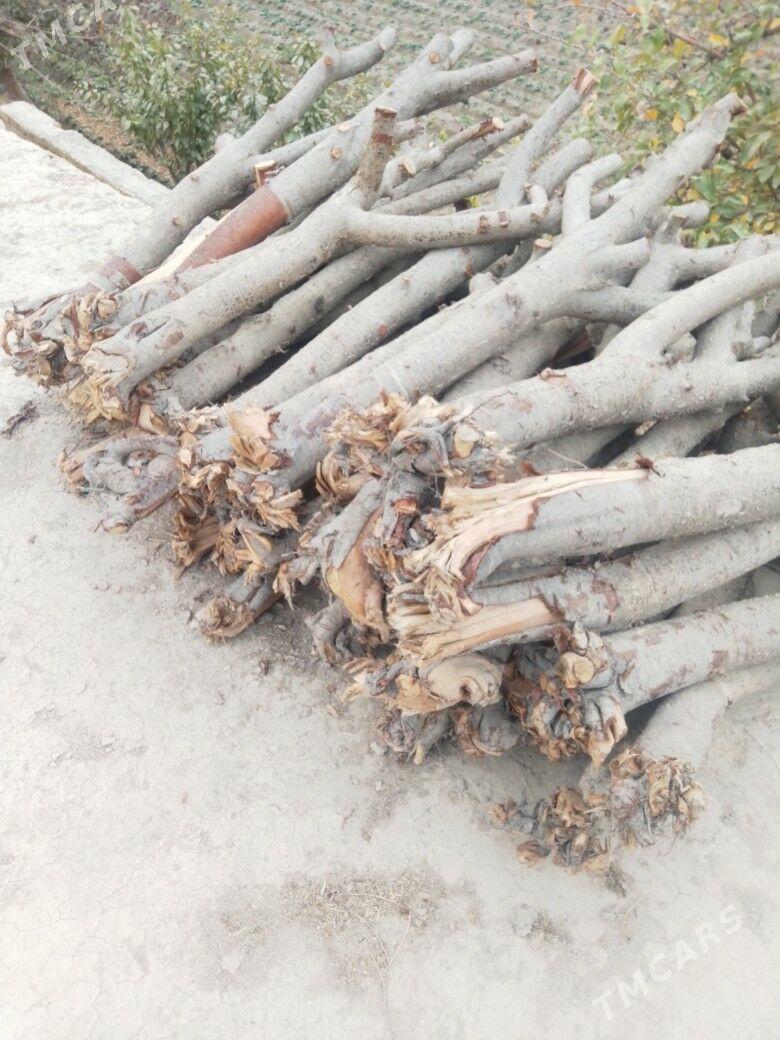 Odun - Дашогуз - img 2