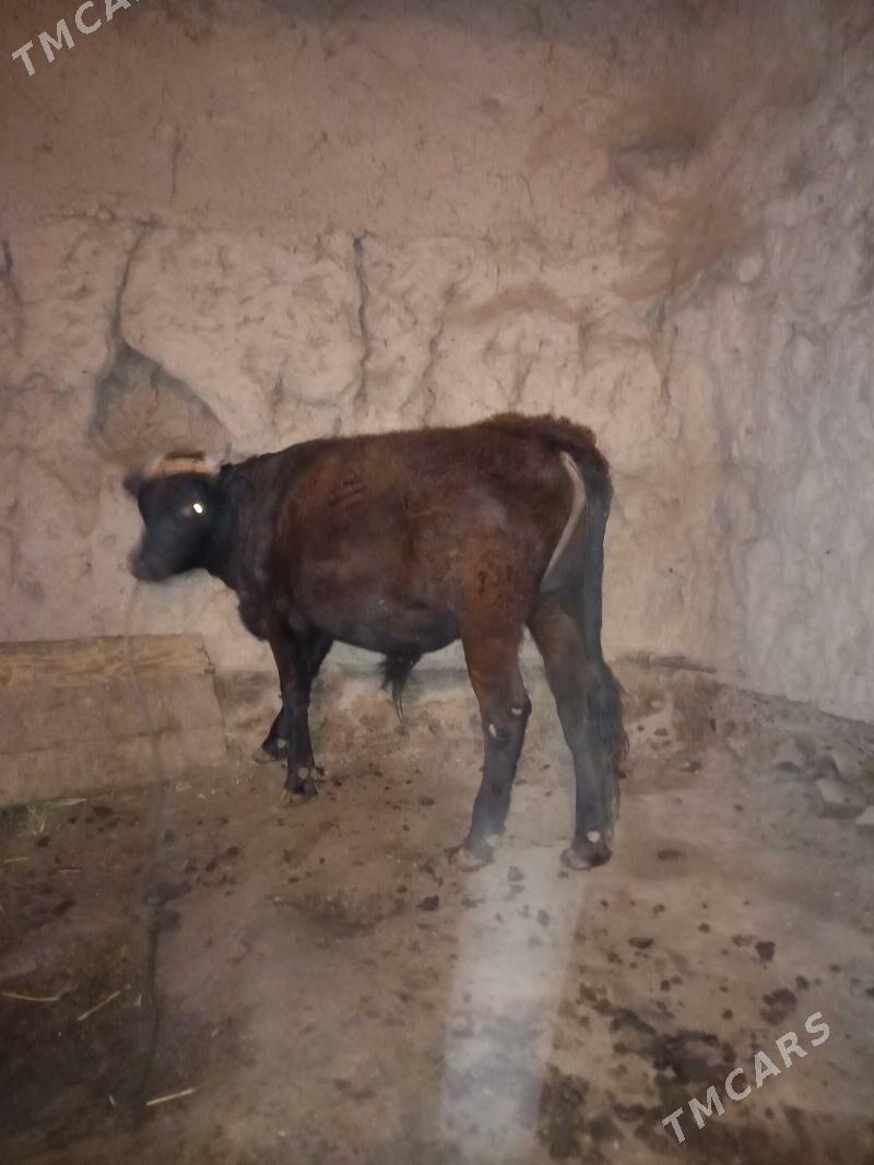 Öküz - Болдумсаз - img 6