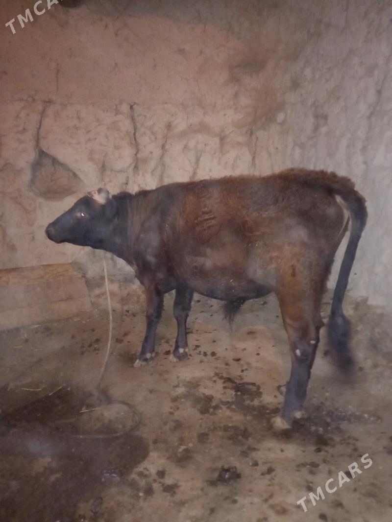 Öküz - Болдумсаз - img 4