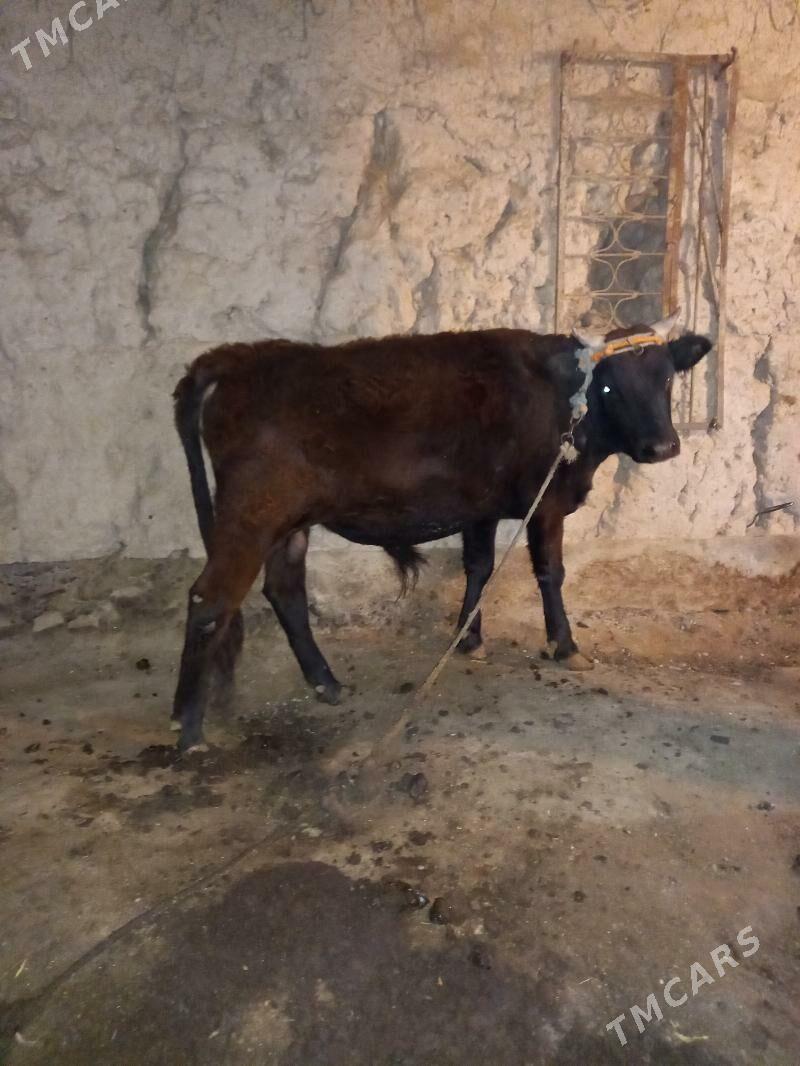 Öküz - Болдумсаз - img 2