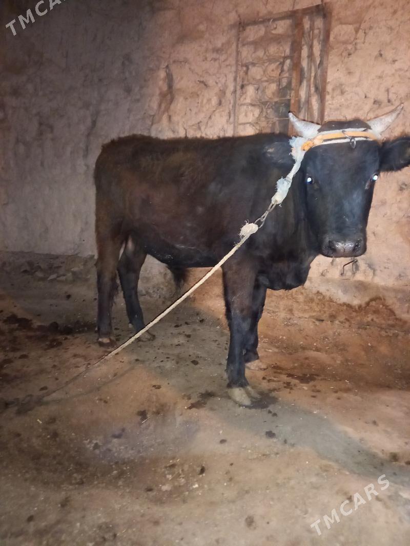 Öküz - Болдумсаз - img 5