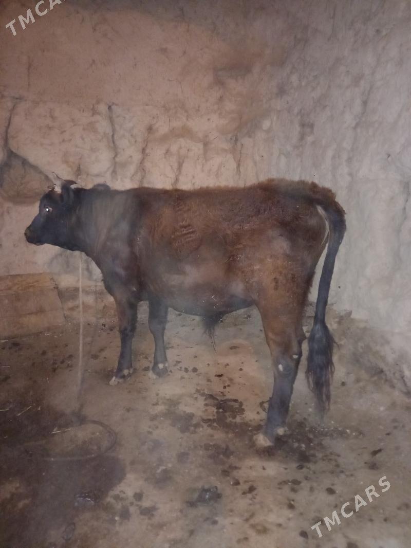 Öküz - Болдумсаз - img 7