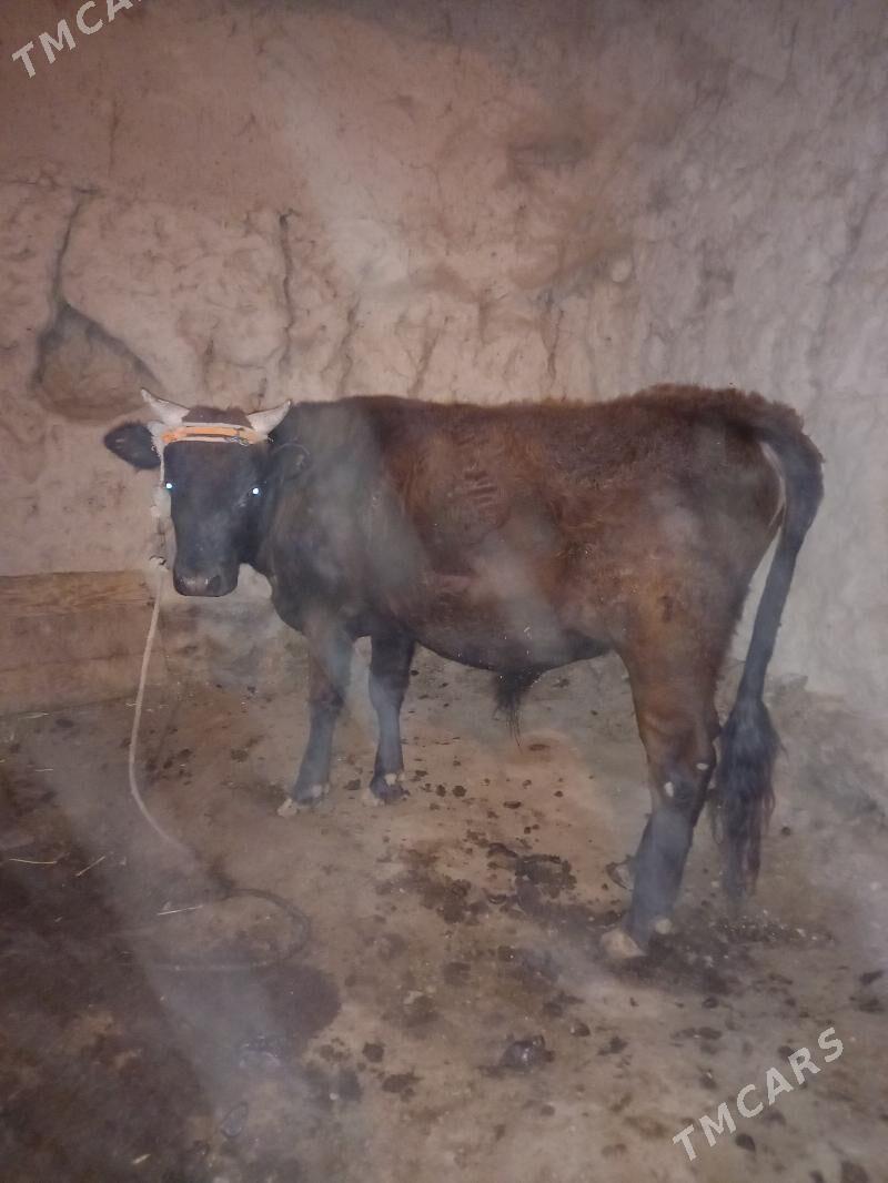 Öküz - Болдумсаз - img 3