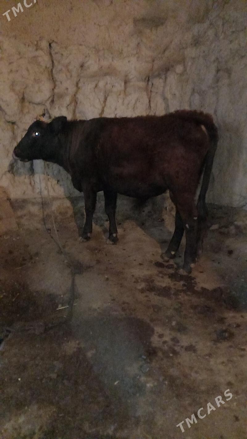 Öküz - Болдумсаз - img 1