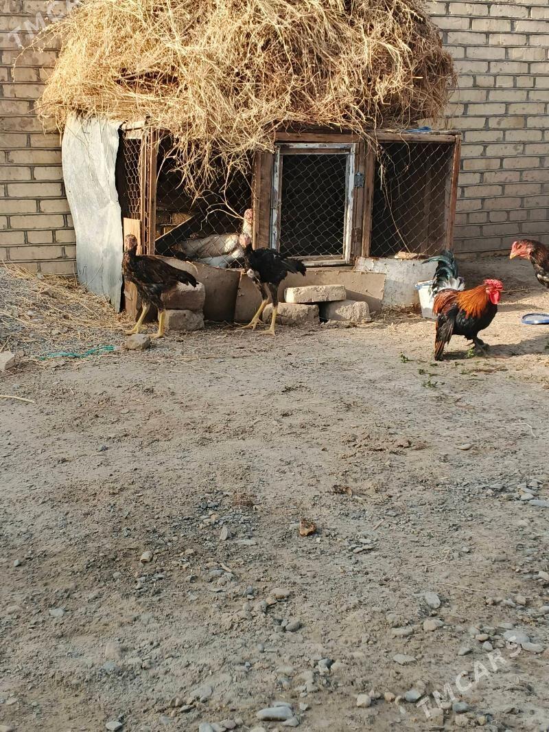 horaz - Baýramaly - img 2