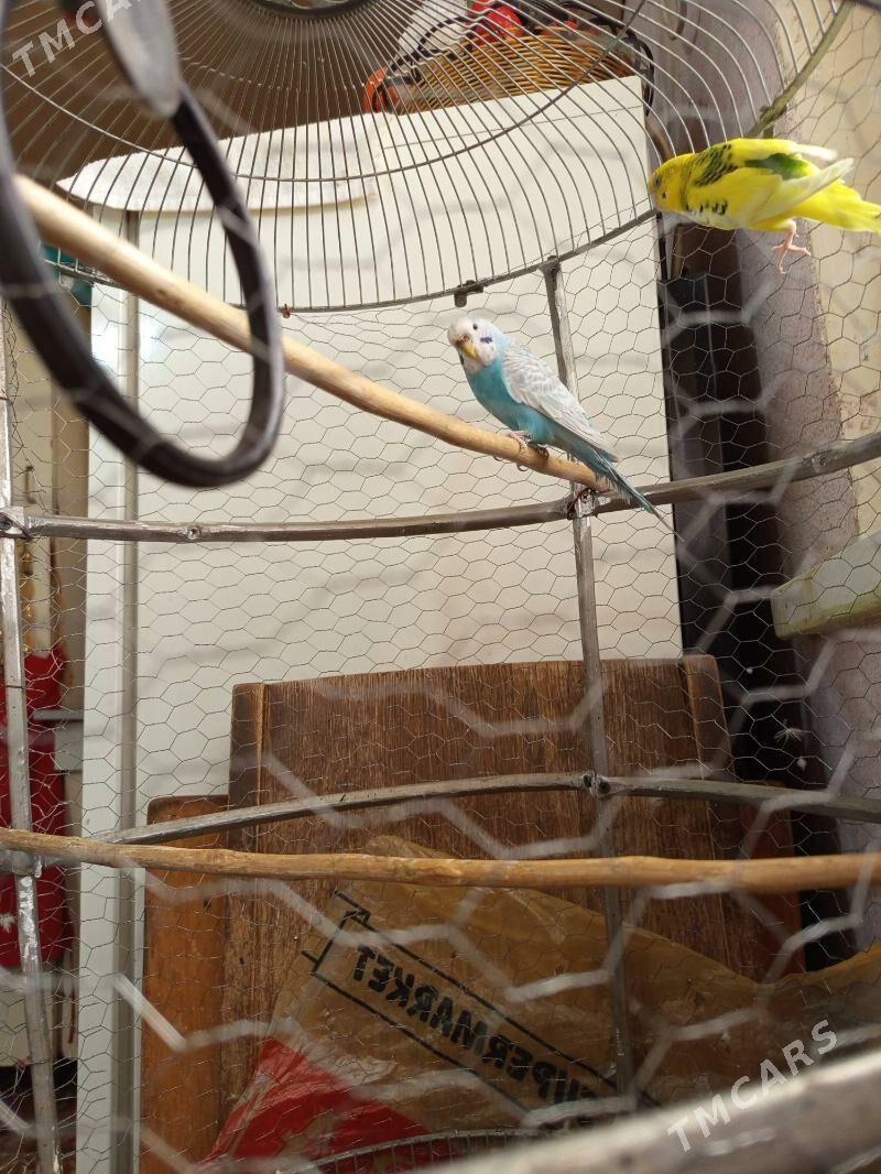 попугай - Дашогуз - img 2