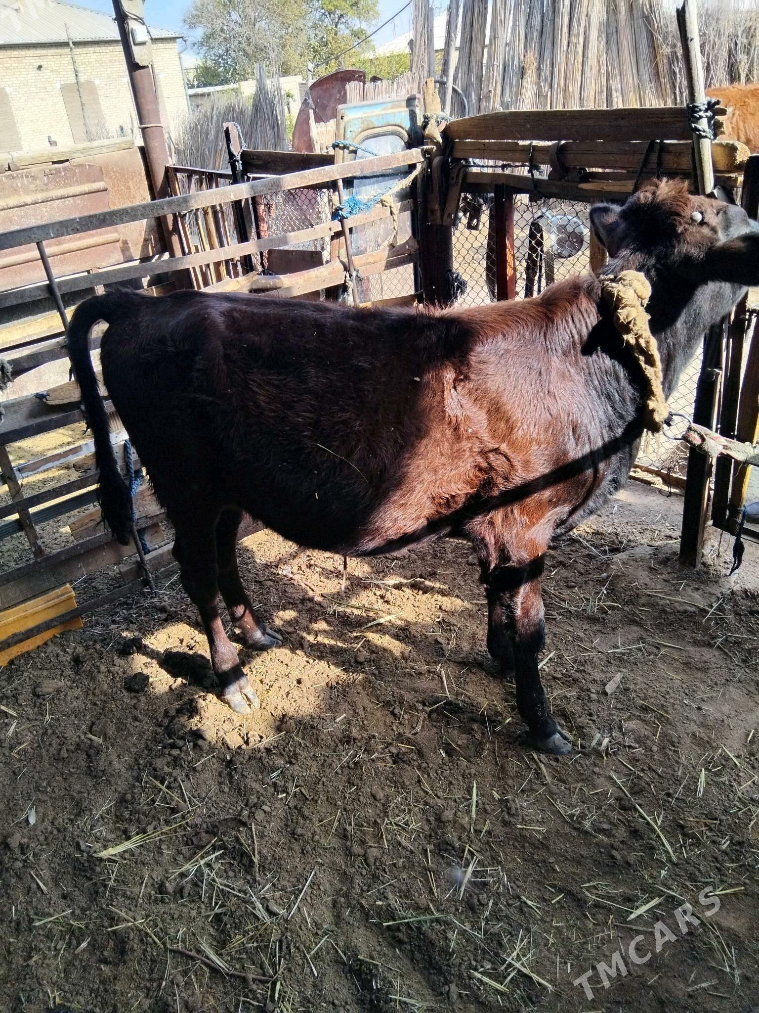 õķüz öküzçe - Сакарчага - img 1