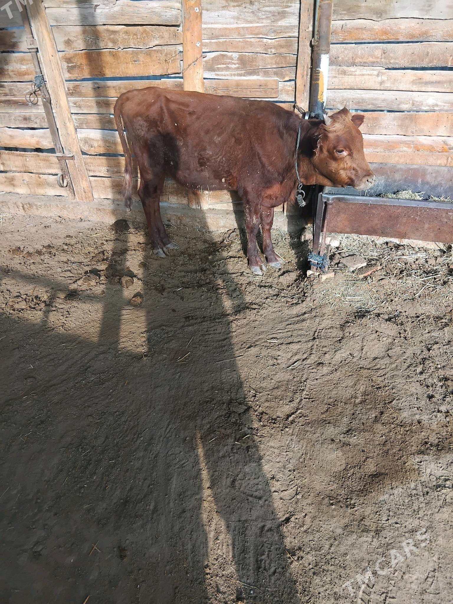 õķüz öküzçe - Сакарчага - img 6