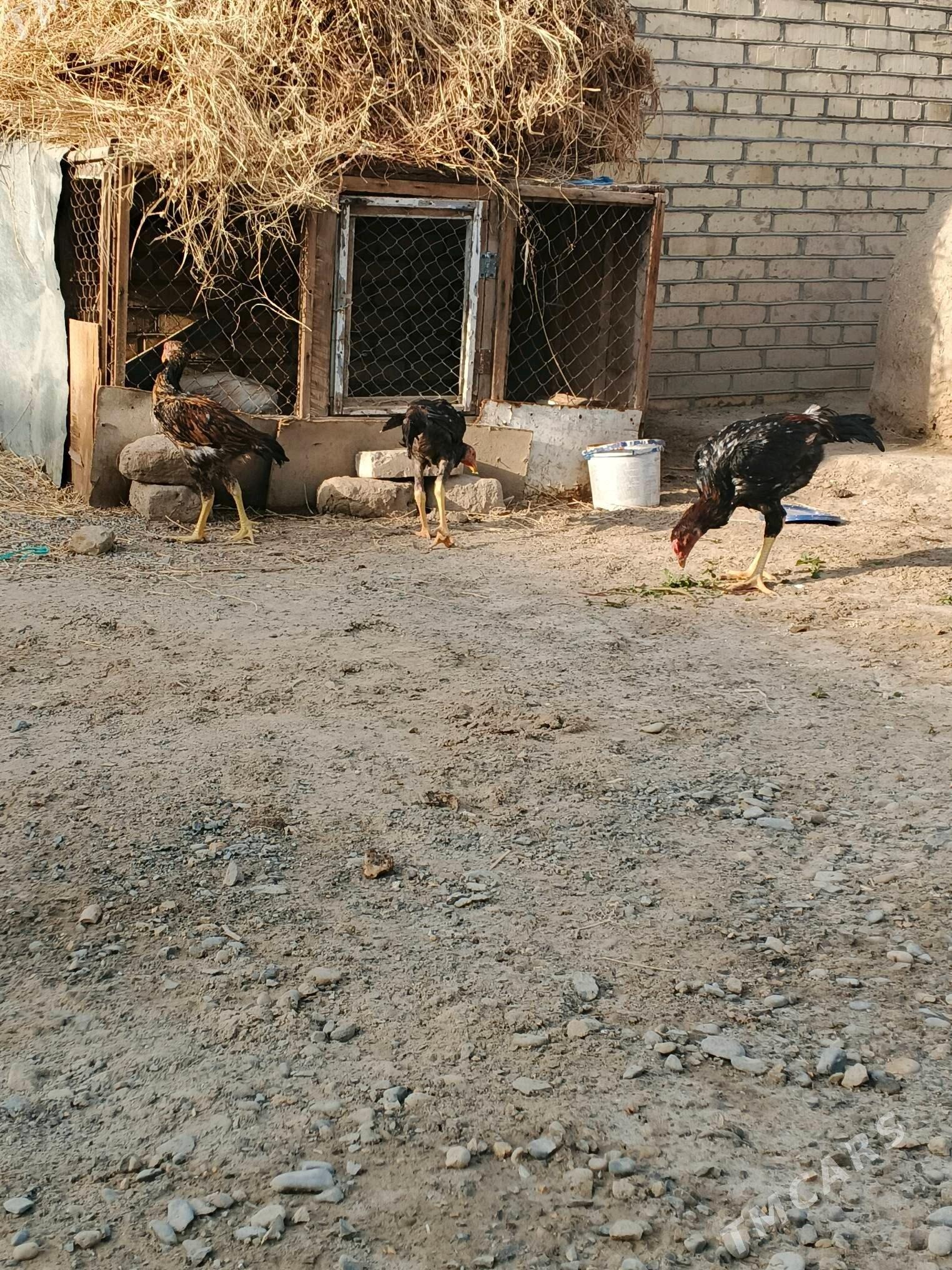 horaz - Baýramaly - img 4