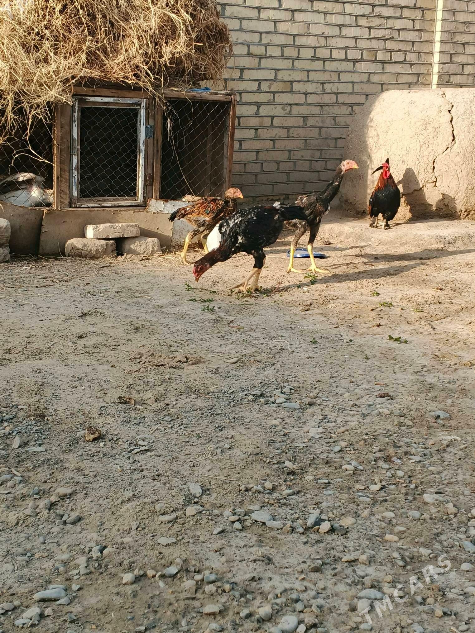 horaz - Baýramaly - img 3