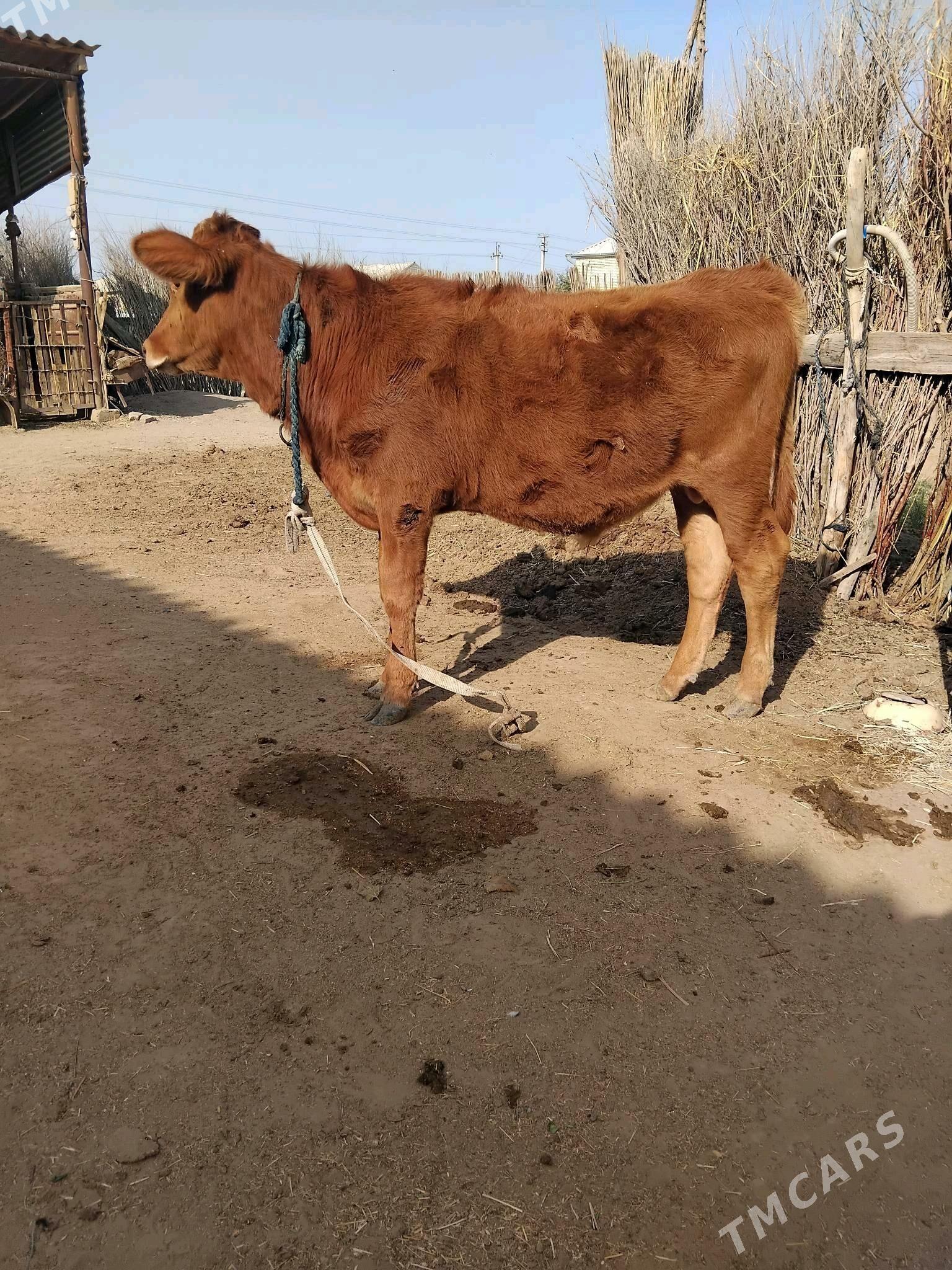 õķüz öküzçe - Сакарчага - img 4