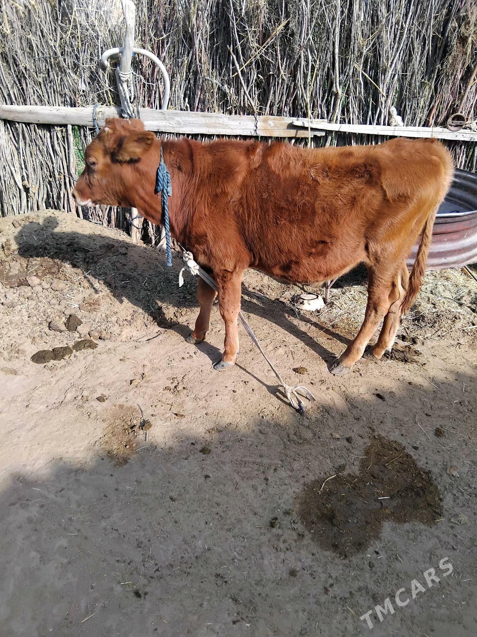 õķüz öküzçe - Сакарчага - img 5