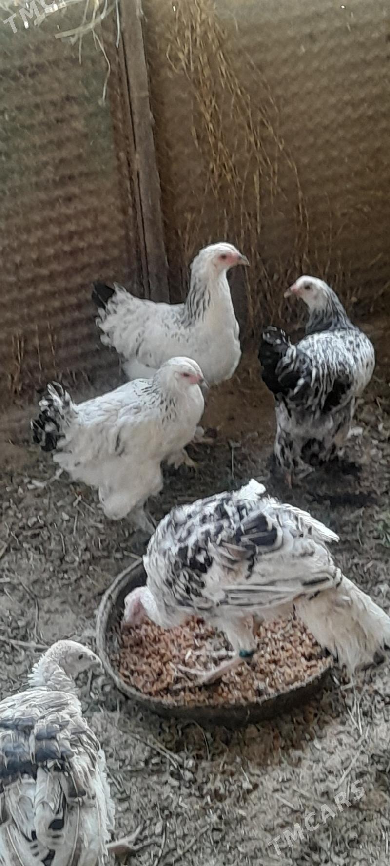 brama - Bäherden - img 3