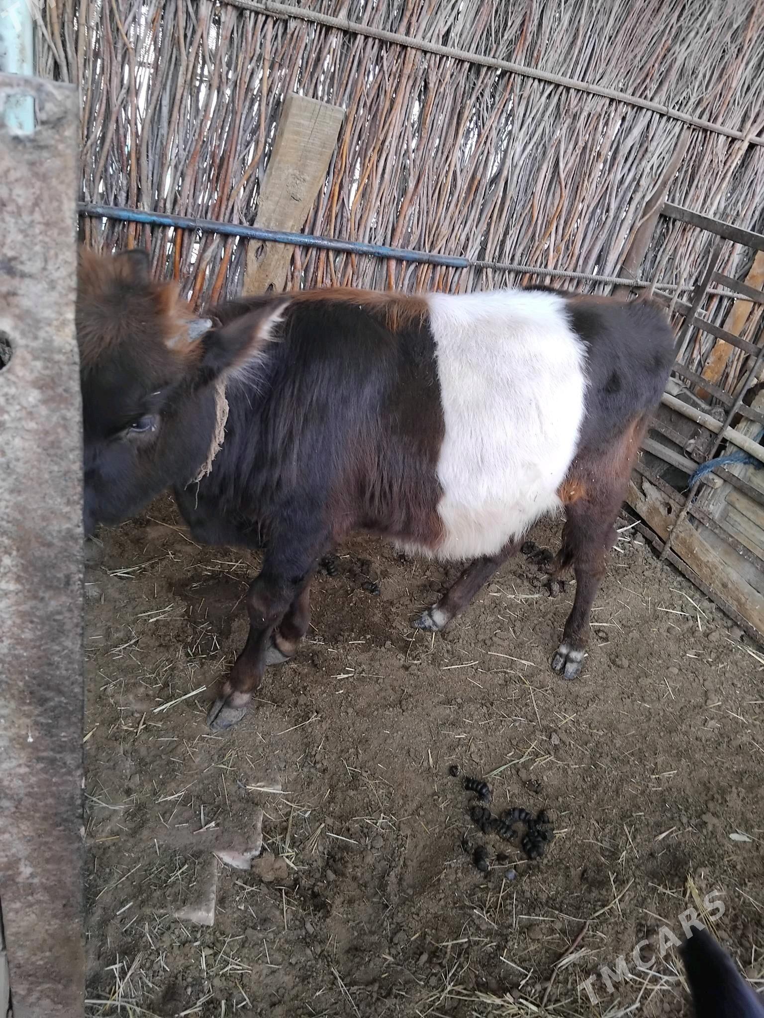 õķüz öküzçe - Сакарчага - img 2