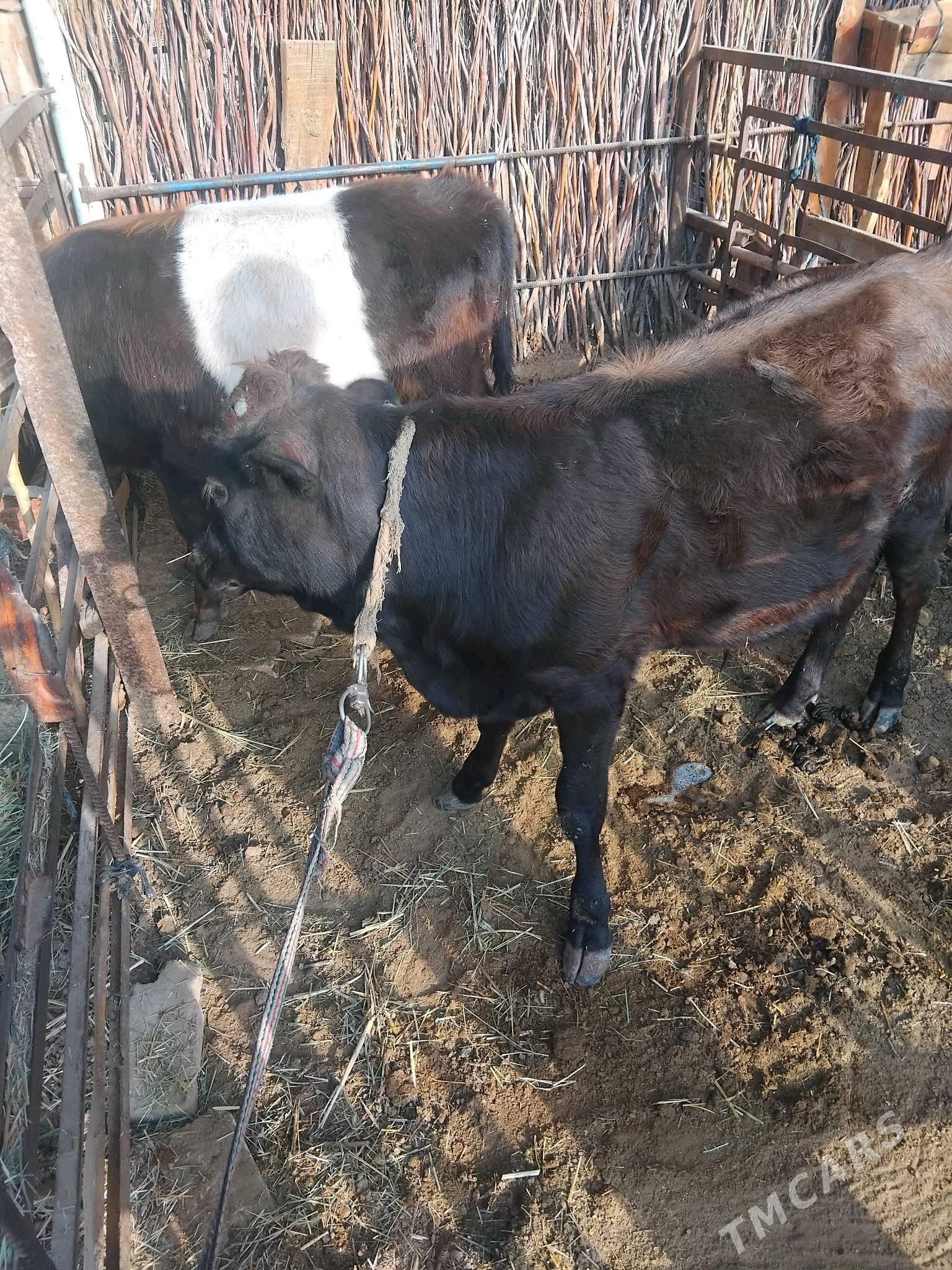 õķüz öküzçe - Сакарчага - img 7