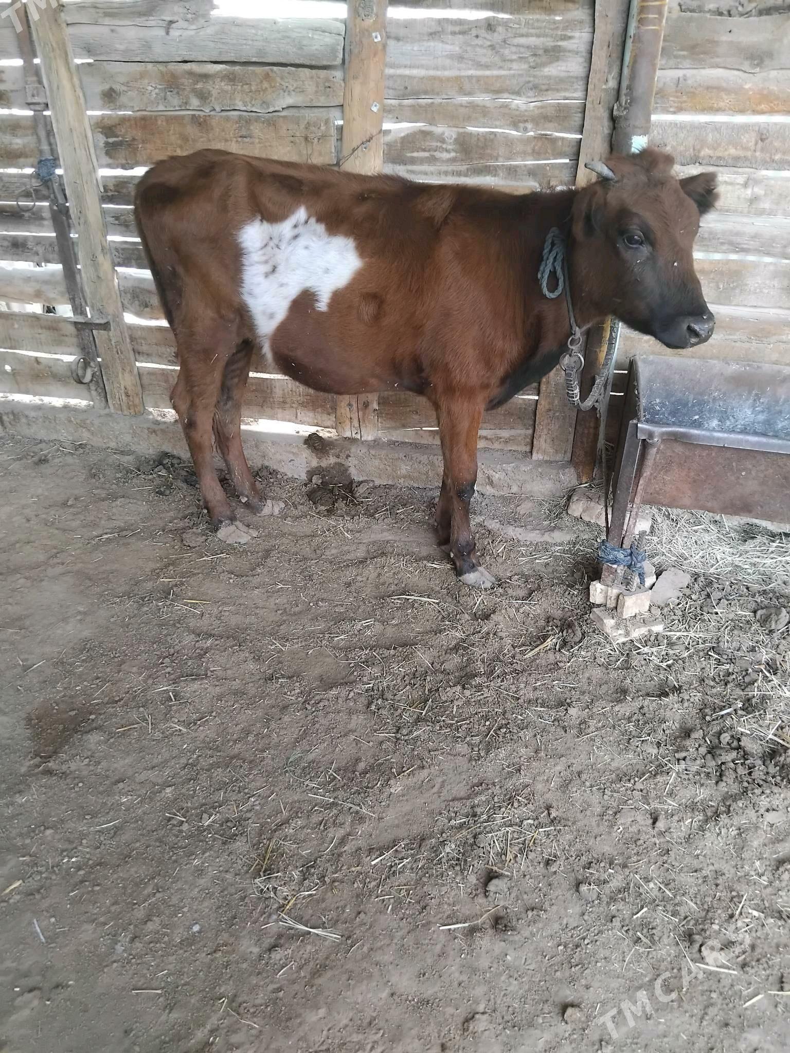 õķüz öküzçe - Сакарчага - img 8