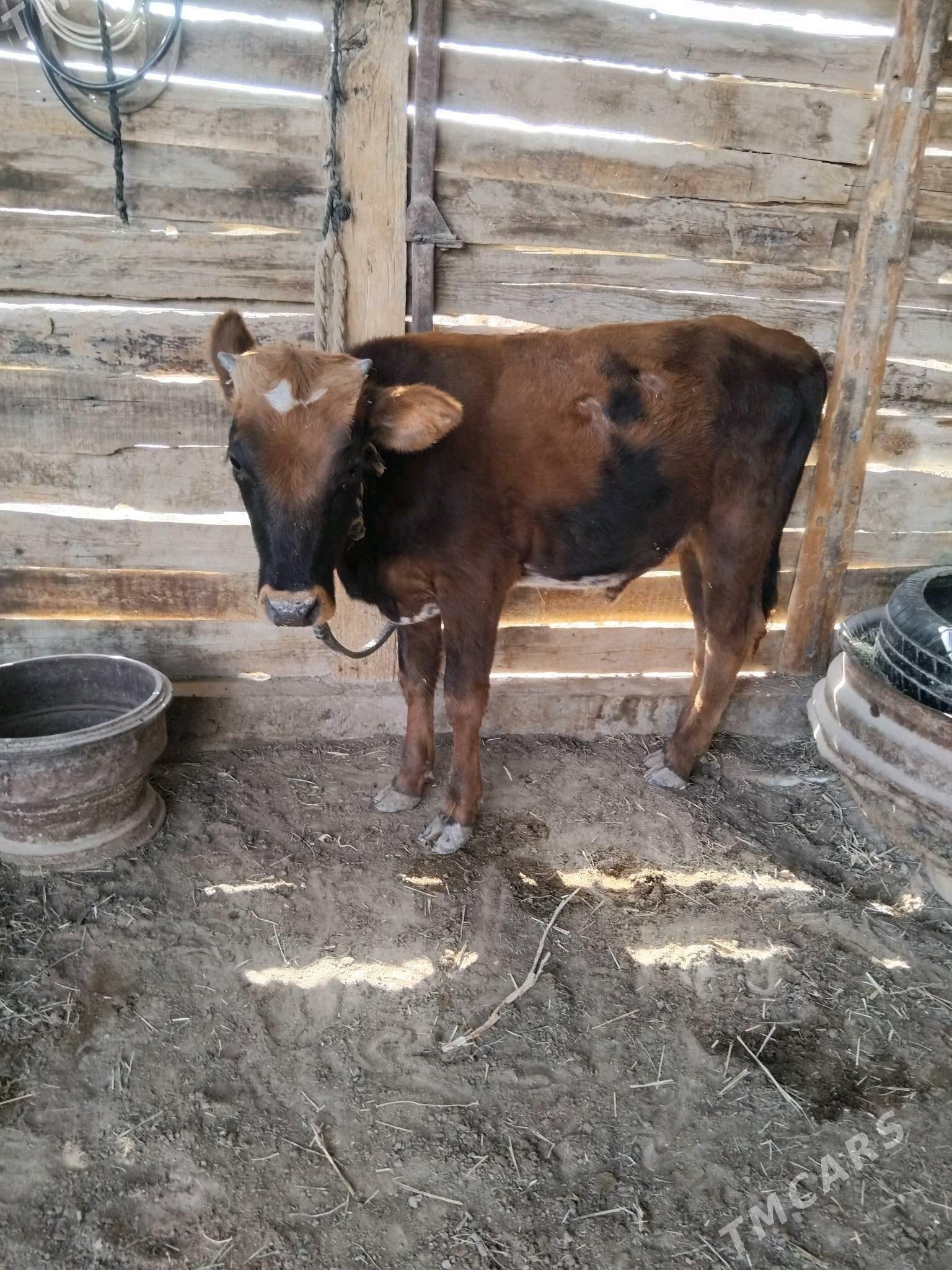 õķüz öküzçe - Сакарчага - img 3