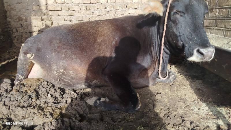 gysyr Bakyda duran sygyr - Теджен - img 5