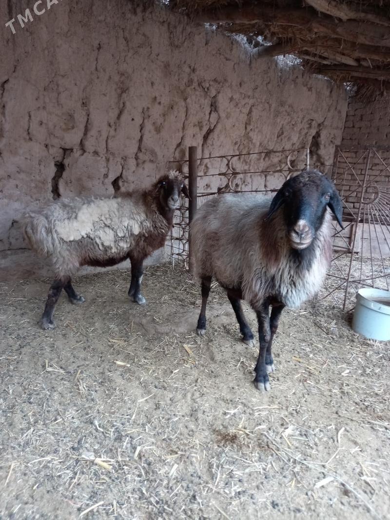 Goýunlar - Болдумсаз - img 5