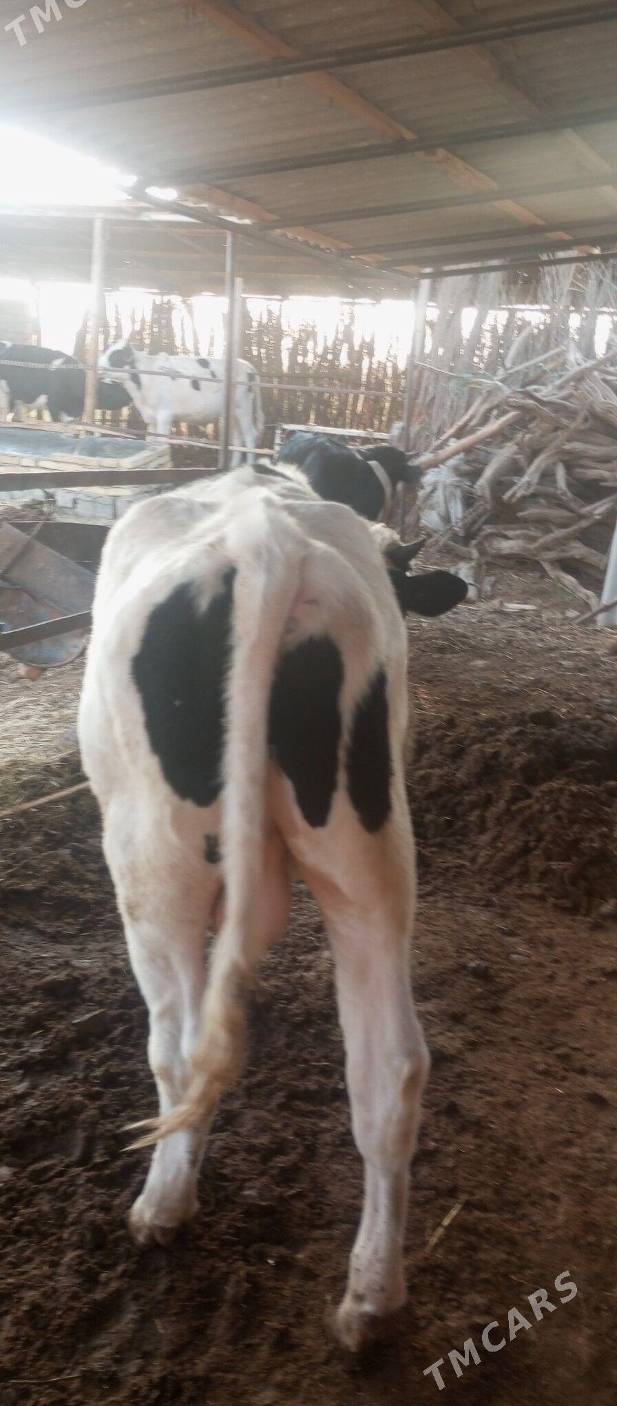 Ökiz - Векильбазар - img 3