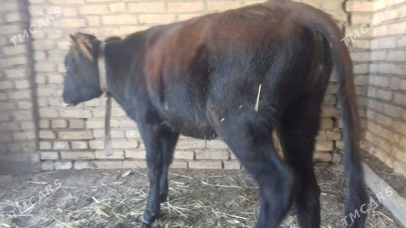 Unajyn - Çärjew - img 3