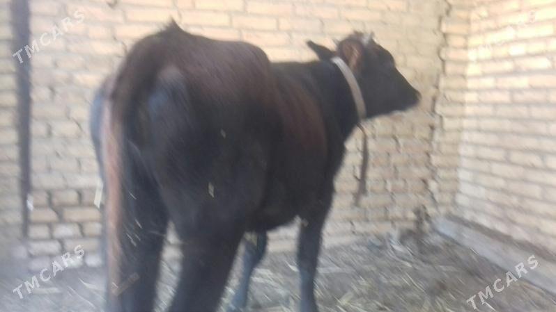 Unajyn - Çärjew - img 1