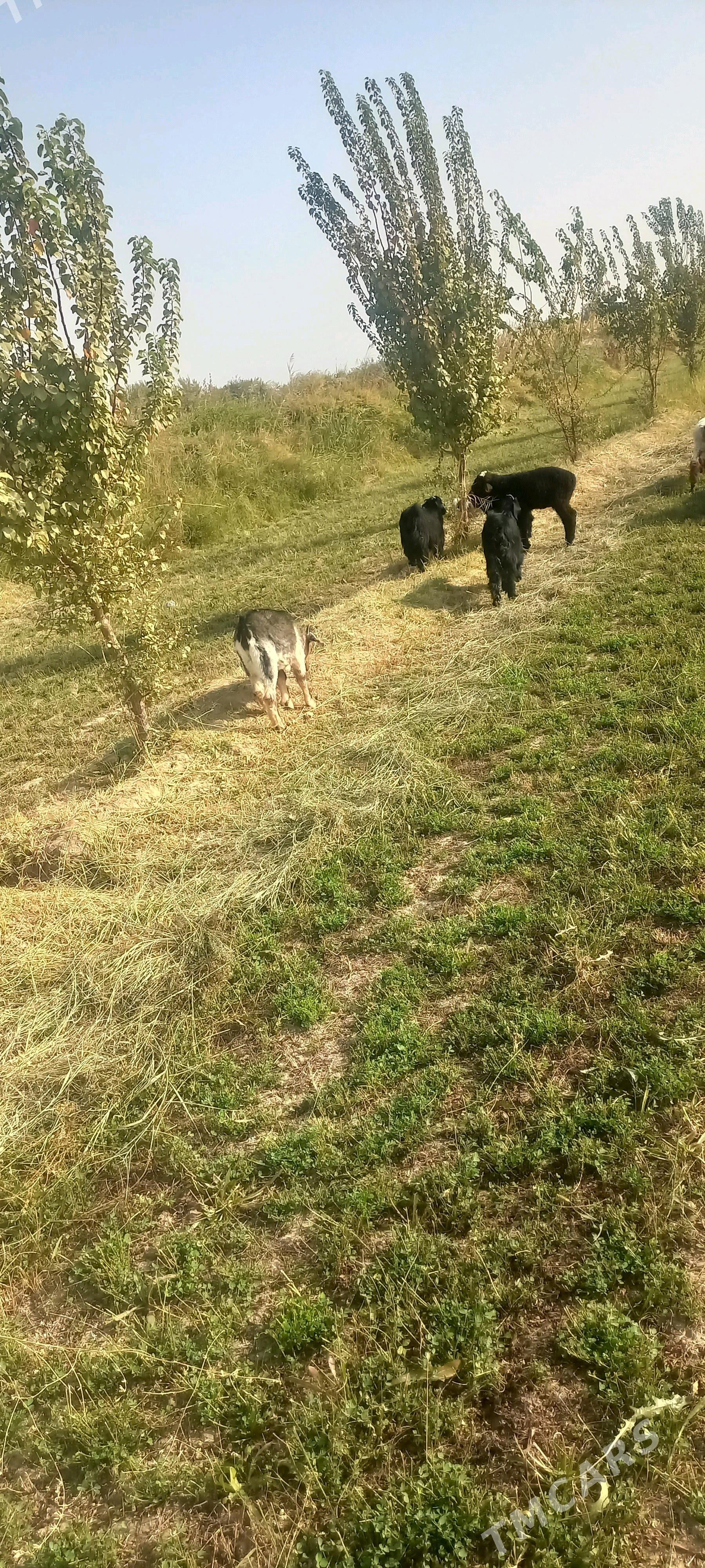 tokly çebiş - Мургап - img 1