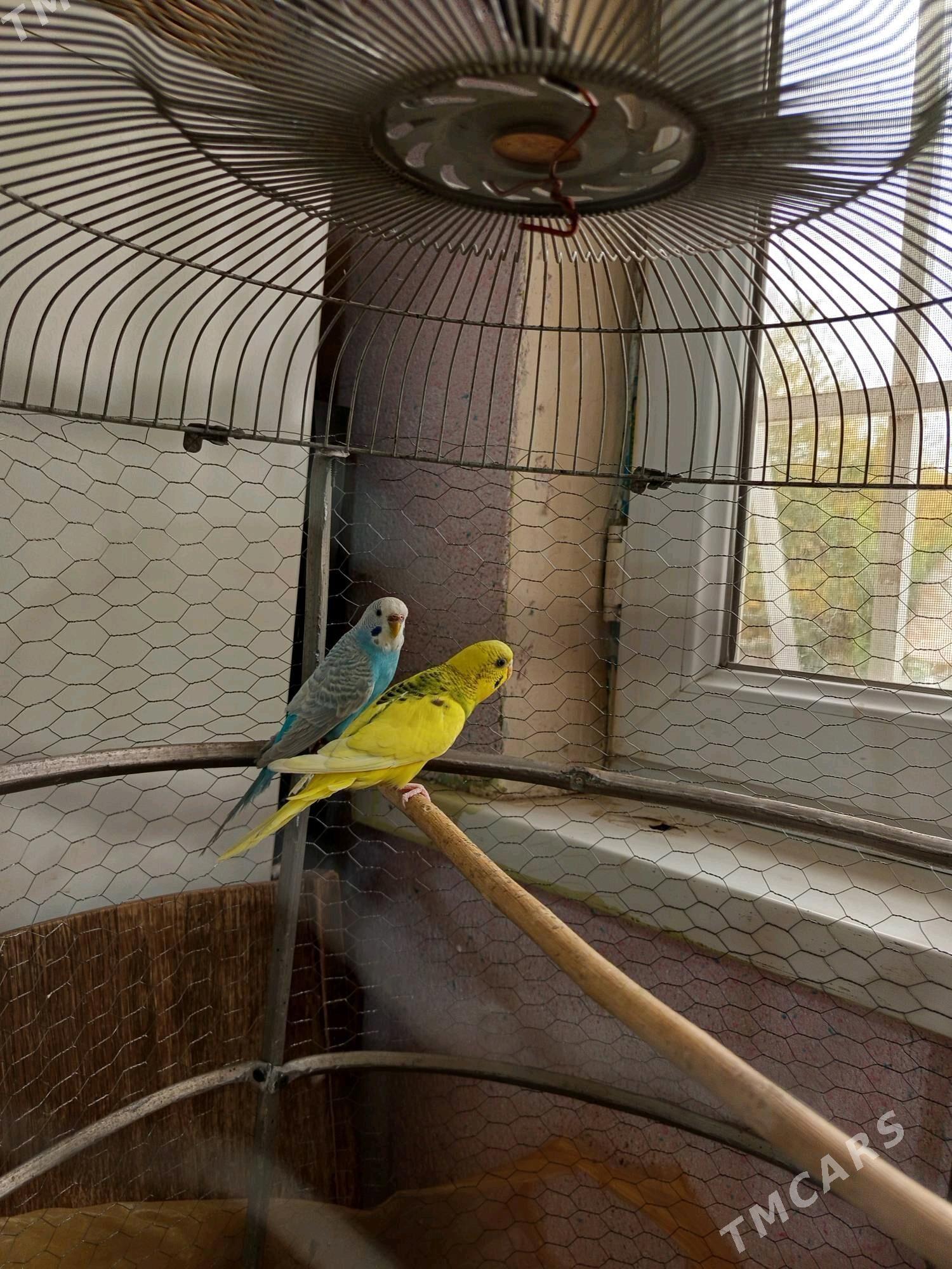 попугай - Дашогуз - img 4