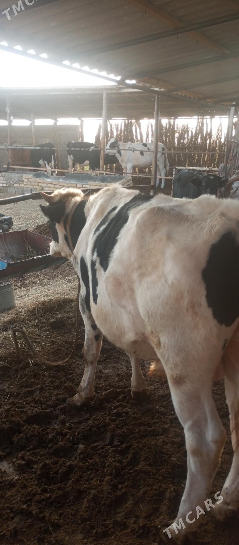 Ökiz - Векильбазар - img 4