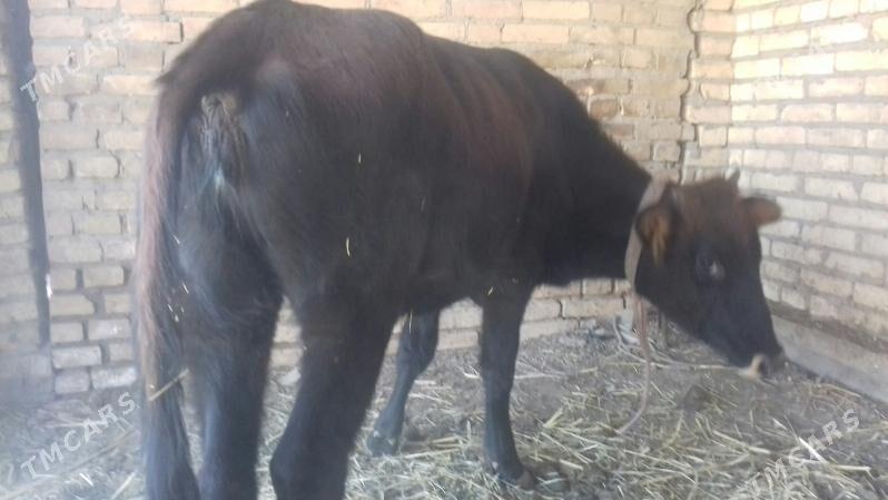 Unajyn - Çärjew - img 2