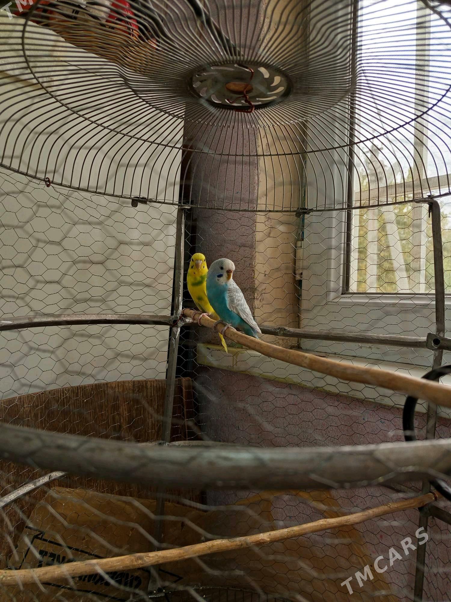 попугай - Дашогуз - img 3