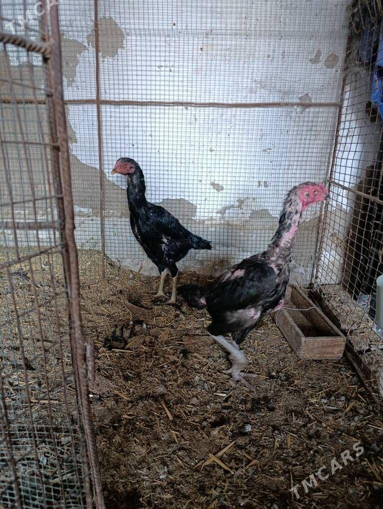 Dekan tovuk - Туркменабат - img 8