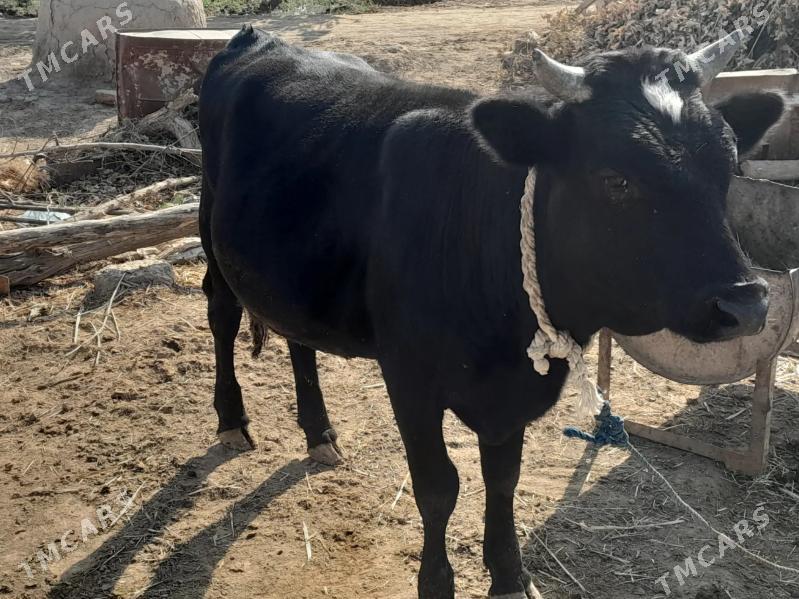 Ökiz - Бабадайхан - img 3