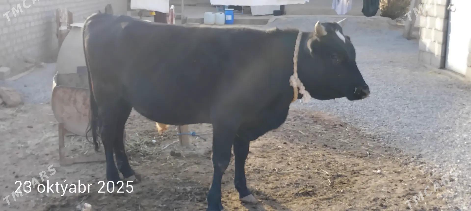 Ökiz - Бабадайхан - img 1