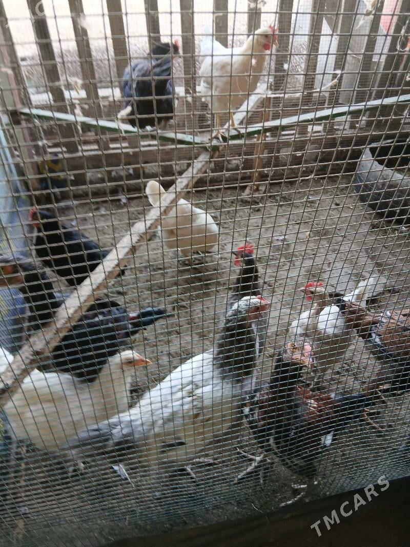 dogyan tovuk - Сакар - img 3