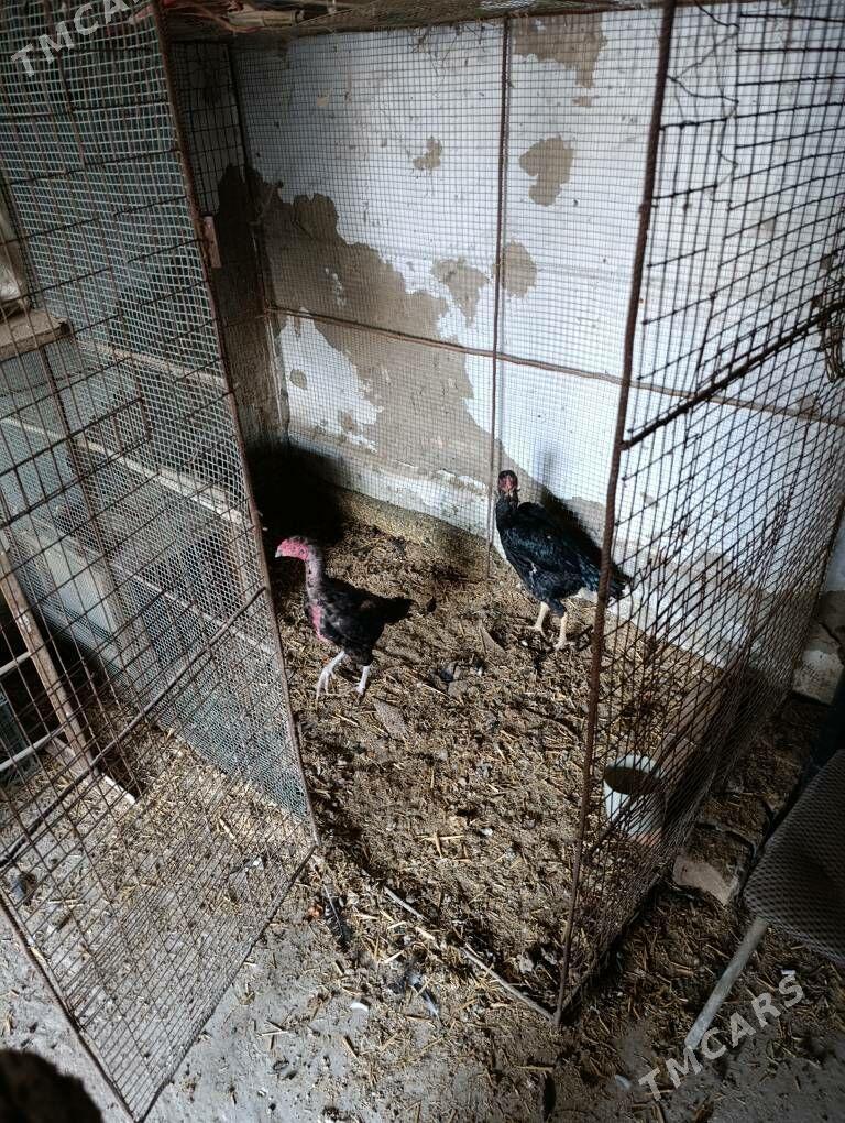 Dekan tovuk - Туркменабат - img 3