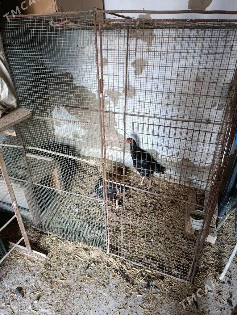 Dekan tovuk - Туркменабат - img 2