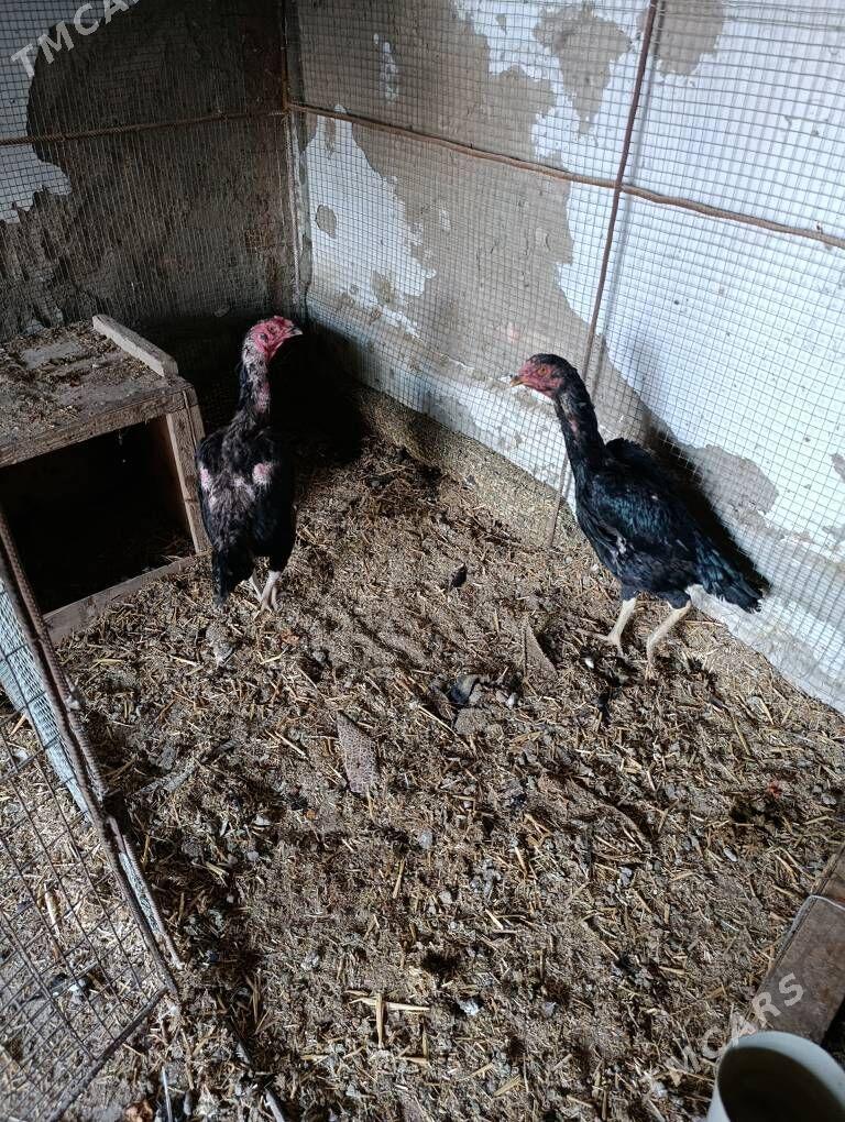 Dekan tovuk - Туркменабат - img 4