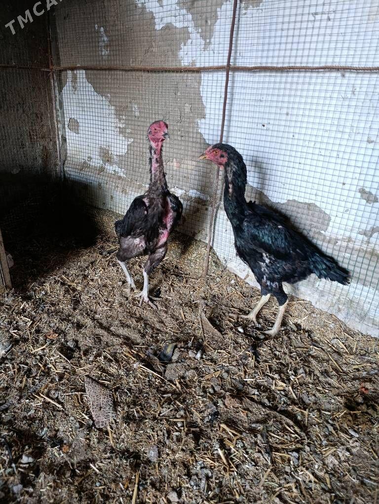 Dekan tovuk - Туркменабат - img 6